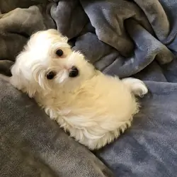 Quality Maltese puppy