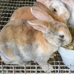 Mini Rex Rabbits