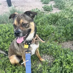 Pug and Australian Cattle Dog