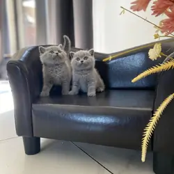 Male and Female British Shorthair kittens
