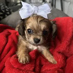 puppies