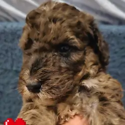 Puppies