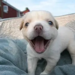 Fluffy French Bulldogs