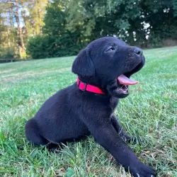Adorable Labrador Puppies for Sale