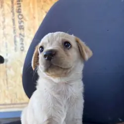 Labrador puppies ready to go into a new home