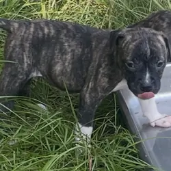 American bulldog and Pitt puppies