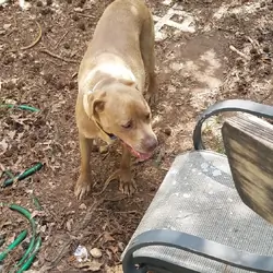 Pitbull named Coco