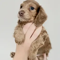 Dachshund Puppies