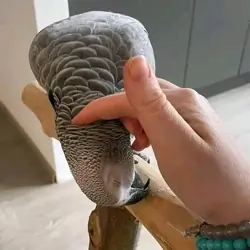 Tamed Congo African Grey Parrot