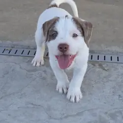 pitbull mix