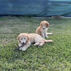 Beautiful Purebred Standard Poodle Puppies