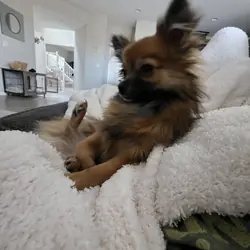 1 year old female long hair chi
