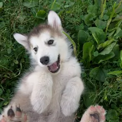 Alaskan Malamute Puppies - 2 girls left