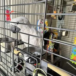 Umbrella Cockatoo