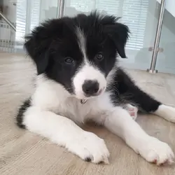 Border Collie Puppies For Rehoming