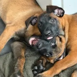 Full breed Belgian Malinois Puppies Available