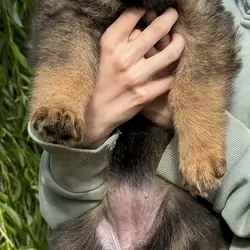 Quality Longcoat Pups With Health tested Parents