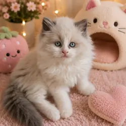 Ragdoll kittens