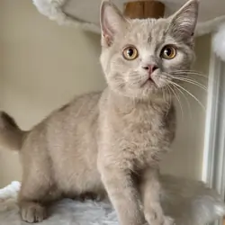 British Shorthair