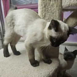 Siamese kitten
