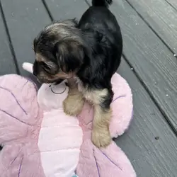 Yorkie Pups