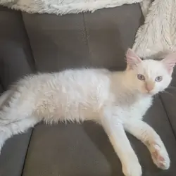 Red flame Ragdoll  kitten