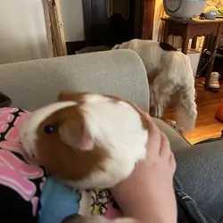 Guinea pig