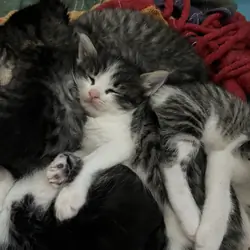 Kittens free 20 rehoming fee