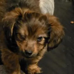 Dorkie puppy