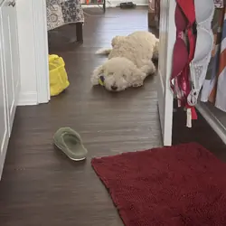 FREE Golden Doodle F2B 4 y/o
