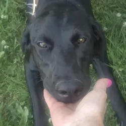 10 month old female Doberman pincher puppy