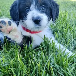 Mini golden aussiedoodle puppies for sale