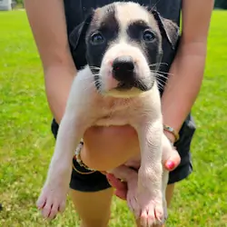 Handsome White & Black Pitty/Great Dane Mix Male –