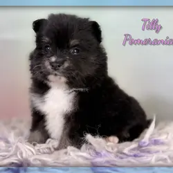 Tilly Female Pomeranian