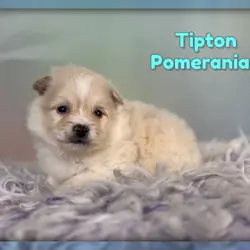 Tipton Male Pomeranian