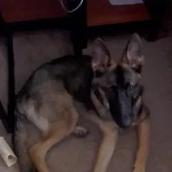 Young German Shepherd