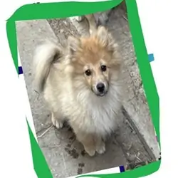 Pomeranian Puppies Rehoming to Loving Forever Home