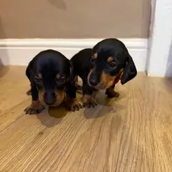 Dachshund Puppies Ready to reserve