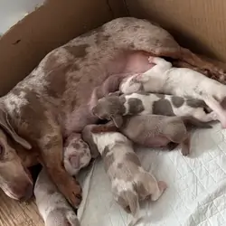 Dapples sausage dogs Dachshund