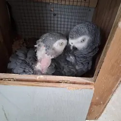 Congo African Grey