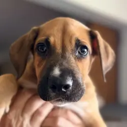 Puppies