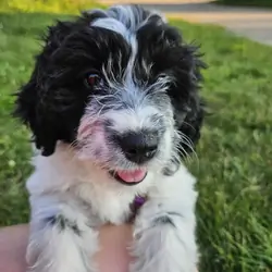 Bordoodle Puppies Looking for Forever Homes