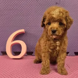 Cockapoo Puppies!