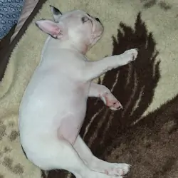 Frencton Puppies (French Bulldog/Boston Terrier)