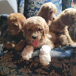 Goldendoodles