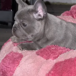 Akc lilac female French bulldog