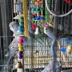 5 female blue parakeets