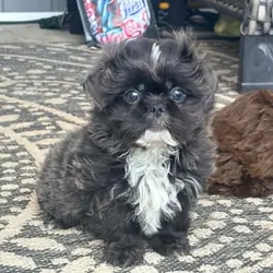 Shih Tzu