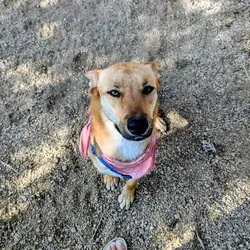 Basenji/German Shepherd