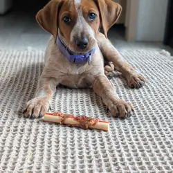 Miniature Female Red Tick Coonhound Mix